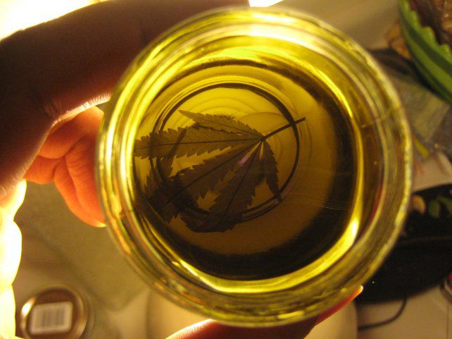 El LIF avanza en la producción del aceite de cannabis