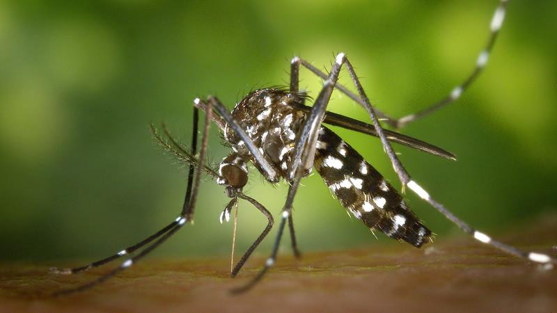 El municipio se prepara contra el dengue