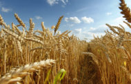 El gobierno creará el Fondo de Estabilización del trigo