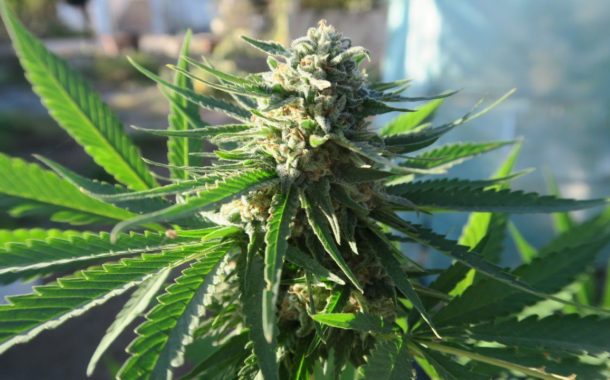 Comunicado del foro por la legalización del autocultivo de marihuana de Rosario